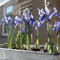 Irissen in de voorjaars zon 7.jpg
