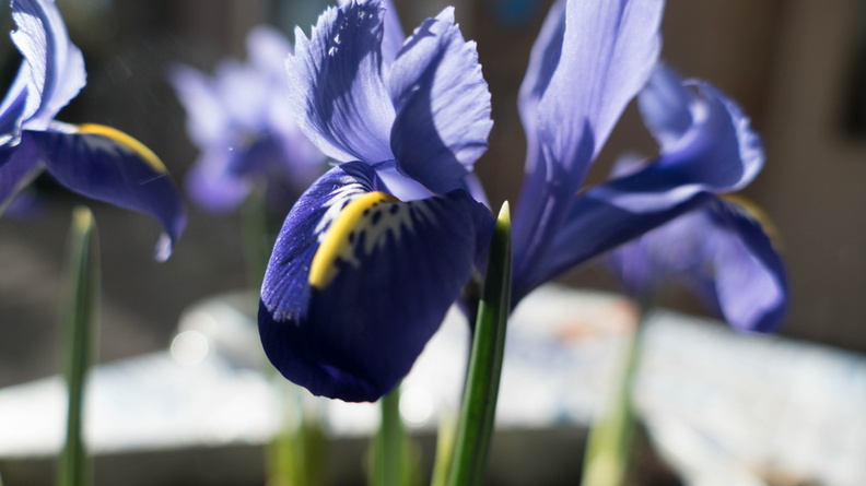 Irissen in de voorjaars zon 9.jpg